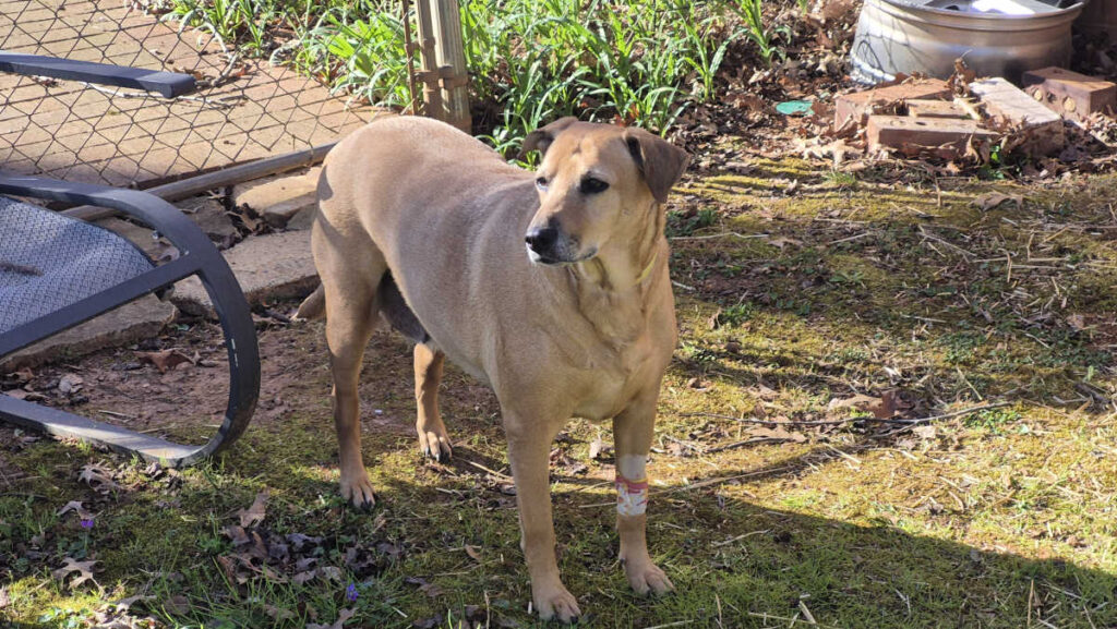 My dog Bailey who is essentially a super-mut, meaning she is a combination of dozens of breeds. 